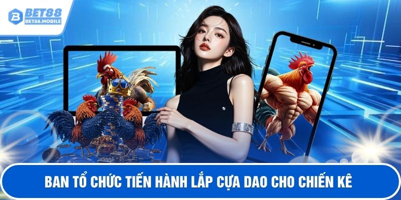 Ban tổ chức tiến hành lắp cựa dao cho chiến kê