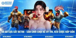 Đá Gà Cựa Sắt BET88 - Sân Chơi Chọi Kê Uy Tín, Kèo Cược Hấp Dẫn